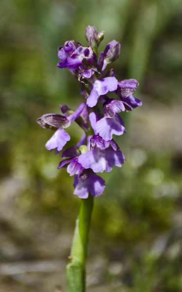 Orchidee da identificare